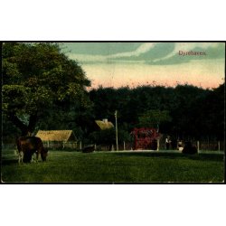 Dyrehaven - Alex Vincent 70