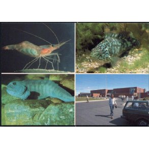 Nords&oslash; Centeret - Nords&oslash;museet 8594