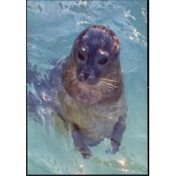 Sp�ttet S�l - Nords�museet 8692