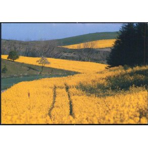 Issehoved - Samsø - Jens Øster- Mortensen u/n