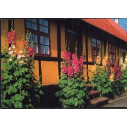 Bornholm - Rosengade - Rnne - William Dams Bogh. 6105