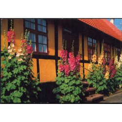 Bornholm - Rosengade - Rnne - William Dams Bogh. 6105