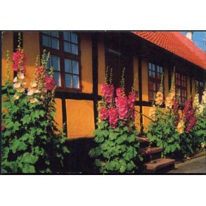 Bornholm - Rosengade - Rnne - William Dams Bogh. 6105