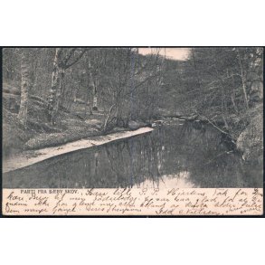 Parti fra Sæbygaard Skov - Peter Alstrup 2253