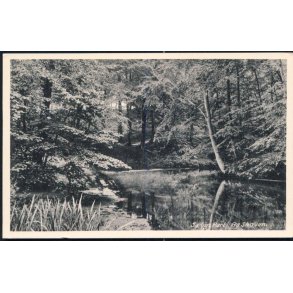 Sæby - Parti fra Skoven - Sæby Bogh. 7642