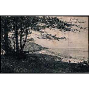 Strandparti ved Aalsgaarde - Helleb&aelig;k - Peter Alstrup 5324