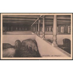 Svinestalden paa Vadgaard - N&oslash;rgaard 38700