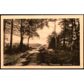 Hornb�k Plantage - V. T�rck 35