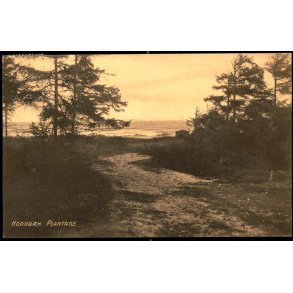 Hornb�k Plantage - V. T�rck 328