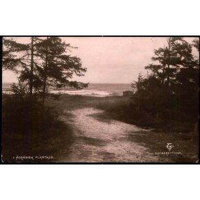 Hornb&aelig;k Plantage - V. T&uuml;rck u/n