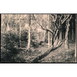 Hilsen fra Hornb�k - Plantage - M.&amp; J. Bach 8853