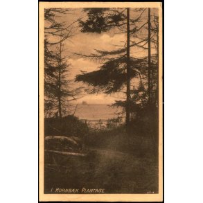 I Hornb�k Plantage - V. T�rck 375