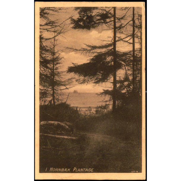 I Hornb�k Plantage - V. T�rck 375