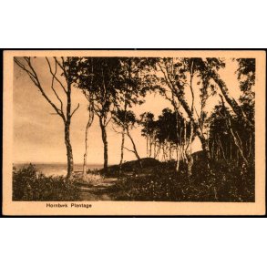 Hornb�k Plantage - V. T�rck 10