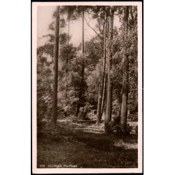 Hornb�k Plantage - H. Mogensen 455