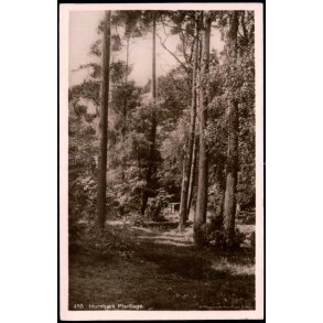 Hornb�k Plantage - H. Mogensen 455