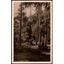 Hornb�k Plantage - H. Mogensen 455