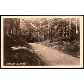 Hornb�k Plantage - V. T�rck 184