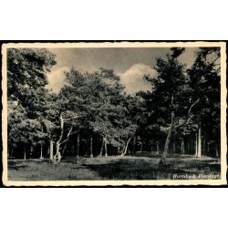 Hornb�k Plantage - Rudolf Olsen 9C47