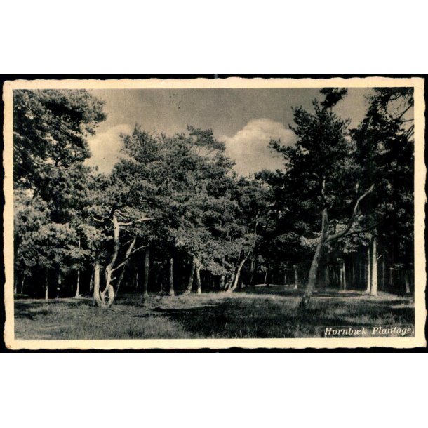 Hornb�k Plantage - Rudolf Olsen 9C47