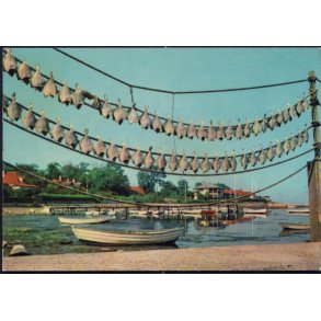 Frederikshavn - T&oslash;rrede Jyder - Viggo Asmussen 202