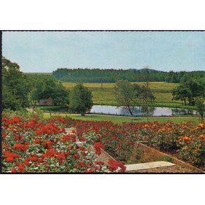 Den jyske Rosenpark - Aalestrup - Jysk Rosenpark 43 611/8