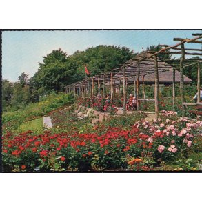 Den jyske Rosenpark - Aalestrup - Jysk Rosenpark 43 611/10