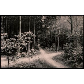 Hornb�k Plantage - Hornb�k Bogh. 69436