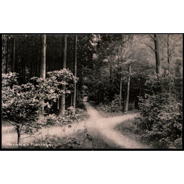 Hornb�k Plantage - Hornb�k Bogh. 69436
