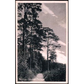 Skovvej i Hornb�k Plantage - Hornb�k Bogh. 58716