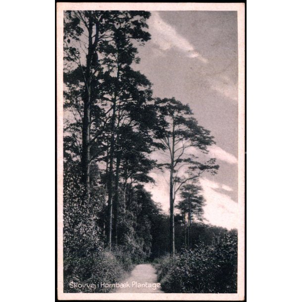 Skovvej i Hornb�k Plantage - Hornb�k Bogh. 58716