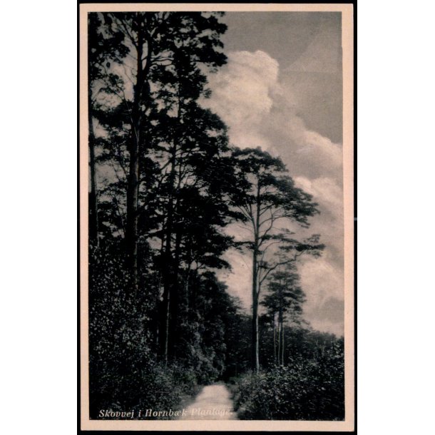 Skovvej i Hornb�k Plantage - Hornb�k Bogh. 14513