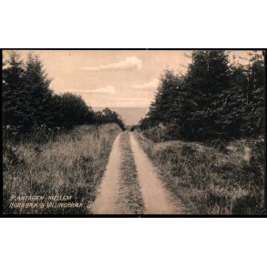 Plantagen mellem Hornb�k og Villingeb�k II - V. T�rck 448