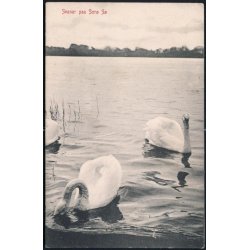 Svaner p&aring; Sor&oslash; S&oslash; - W.K.F. 2243