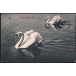 Svaner p&aring; Sor&oslash; S&oslash; - W.K.F. 2244