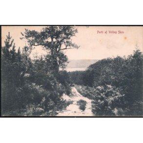 Parti af Velling Skov - WKF 1648