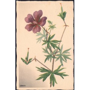 Hancke - Blodrød Storkenæb - Stender Serie 500