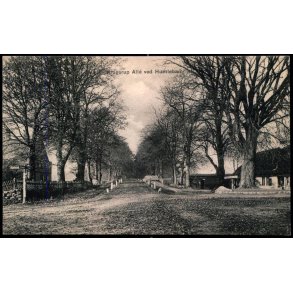 Krogerup Alle ved Humleb�k - C. St. 487