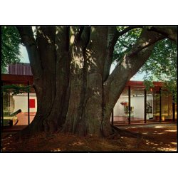 Louisiana - Humleb�k - Gr�nlund T 791