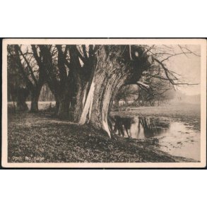 Parti fra Køge - Valdemar Breums 54504