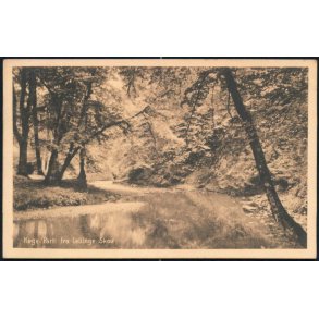 Køge - Parti fra Lellinge Skov - Stender 29014