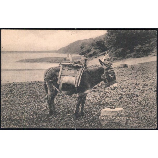 Vejle - Moses (Munkebjerg) - Hvidehus 127