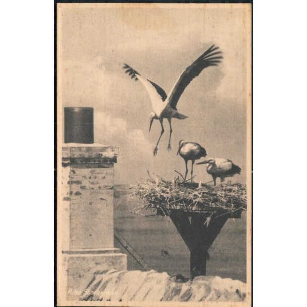 Ribe. Storkerede - Eneret 85771