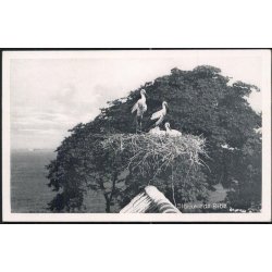 Storkerede i Ribe - H.Bentzen 2