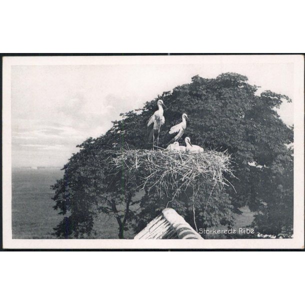 Storkerede i Ribe - H.Bentzen 2