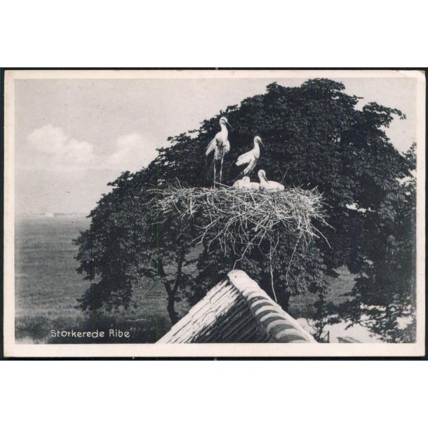 Storkerede i Ribe - H.Bentzen 65432