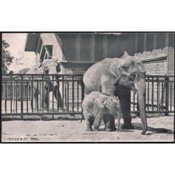 K�benhavn - Elefantfamilien i Zoologisk Have 1908 - C.Ferslew u/n