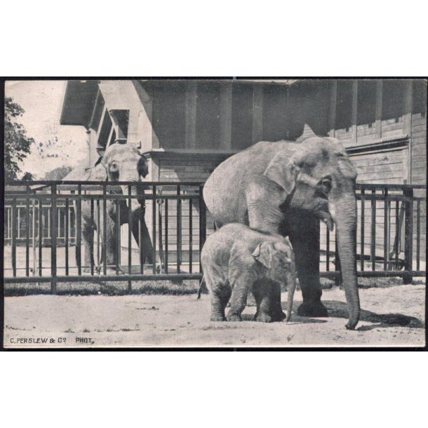 Kbenhavn - Elefantfamilien i Zoologisk Have 1908 - C.Ferslew u/n