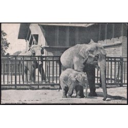 K�benhavn - Elefantfamilien i Zoologisk Have 1908 - C.Ferslew u/n