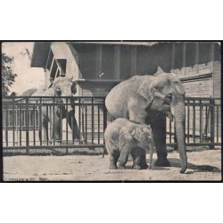 Kbenhavn - Elefantfamilien i Zoologisk Have 1908 - C.Ferslew u/n